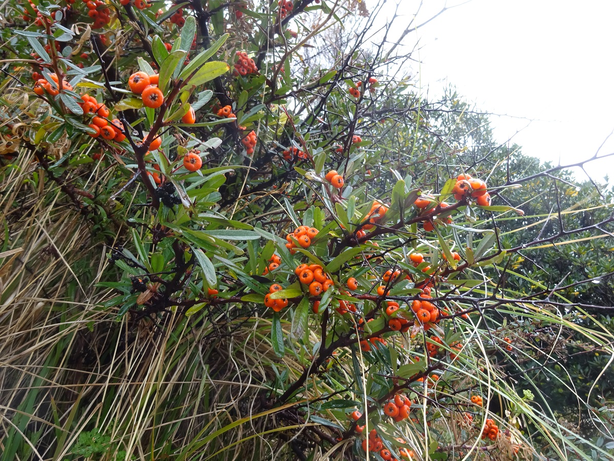 Pyracantha angustifolia (Rosaceae)